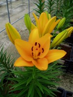 [1636 Canaria No01.JPG]